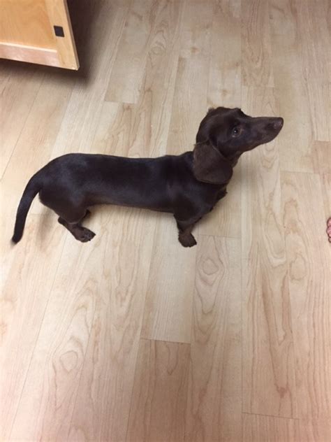 FOUND- Brown Wiener dog puppy | MonDak Animal Rescue