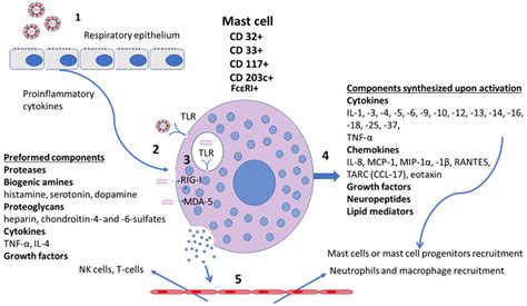 Mast cells in severe respiratory virus infections: insights for ...