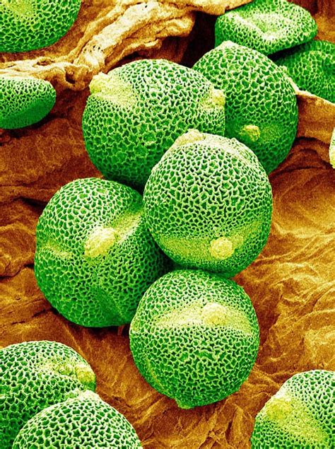 Pollen Grains Under Microscope | Amusing Planet