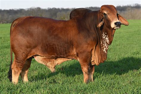 Red Brahman Cattle for Sale in Texas | Buy Bulls & Heifers