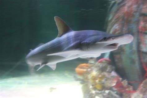 Case Study: Sharks in aquariums - Sea Lies