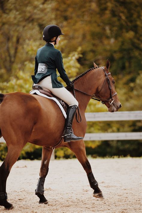 Free Images : bridle, halter, equestrianism, rein, animal sports, mammal, vertebrate, horse ...