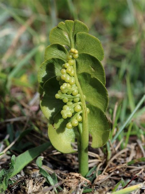 Botrychium lunaria (Moonwort) - The Alpine Flora of Zermatt, Switzerland