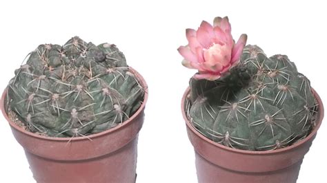 Cactus Blooming Time-lapse cacti plant bloom flowers - YouTube