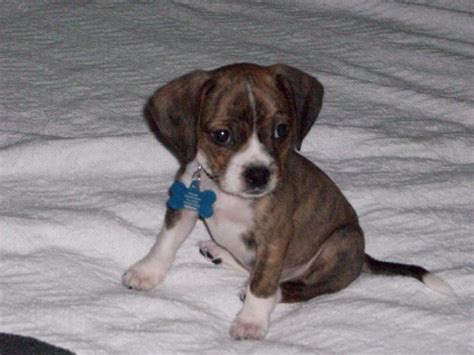 Boglen Terrier (Boston Terrier-Beagle Mix) Info, Puppies, Pictures