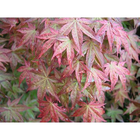 Acer palmatum 'Shindeshojo' / Shindeshojo Japanese Maple | Soft rose ...