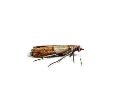 Indian Meal Moth Control | Moth Identification | Pest Library