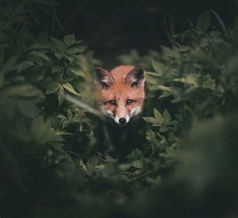 Young Photographer Creates A Bond With Wild Animals To Get These Extreme Close-Ups