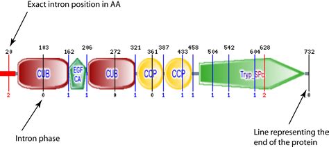 Intron; Intervening Sequence; Intervening Sequences; Intron; Sequence, Intervening; Sequences ...