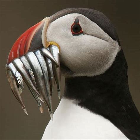 What does a Horned Puffin eat? - DIY Seattle