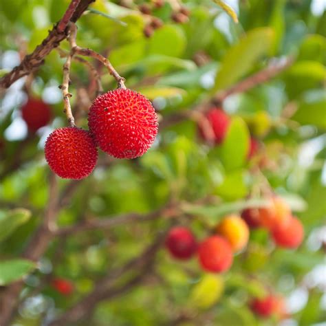 Arbutus 'Marina' - Plants | Western Star Nurseries