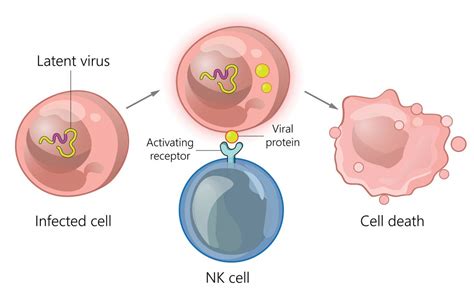 Natural Killer Cells Emerge as an Anticancer Alternative to T Cells