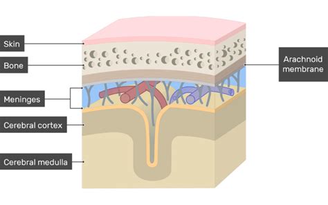 Meninges of the brain: anatomy and diagram | GetBodySmart