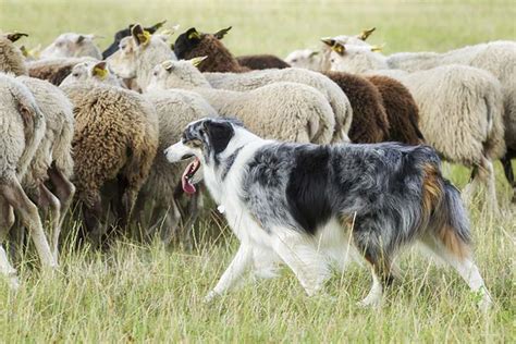 Australian Shepherd Dog Breed Information