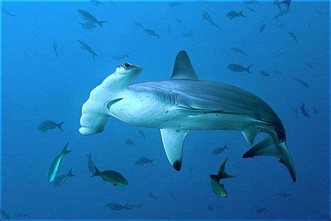 Animals & Pets: Great Hammerhead Shark