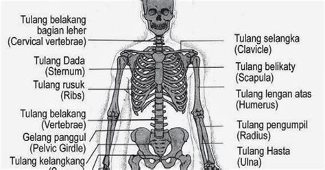 Learning and Teach: Kerangka Manusia