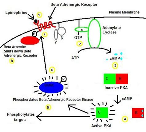 International University: Adenylate cyclase regulation