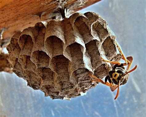 Can A Wasp Nest Damage Your House? - MJ Backhouse