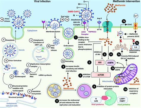 Viral pathogenesis and Metformin's host-and virus-directed ...