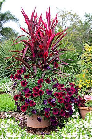 Plant Projects Details | Container plants, Plants, Full sun container plants