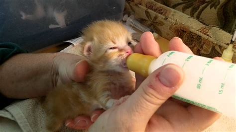 We’re Expecting! (Hundreds of Orphaned Kittens This Year) - The Humane ...