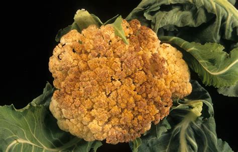 Cauliflower | Diseases and Pests, Description, Uses, Propagation