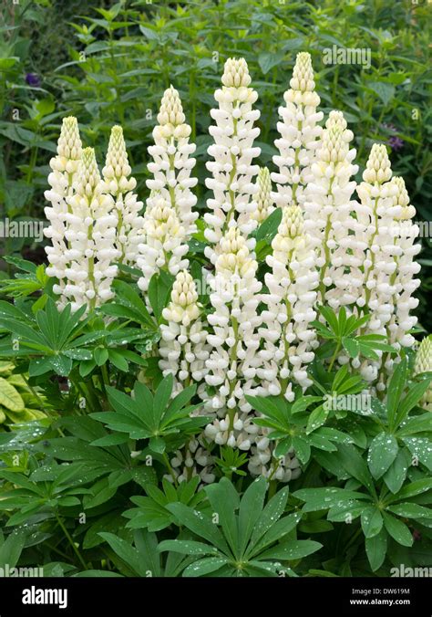 Le lupin blanc des fleurs dans le jardin du Lincolnshire, Angleterre Royaume-uni Banque D'Images ...