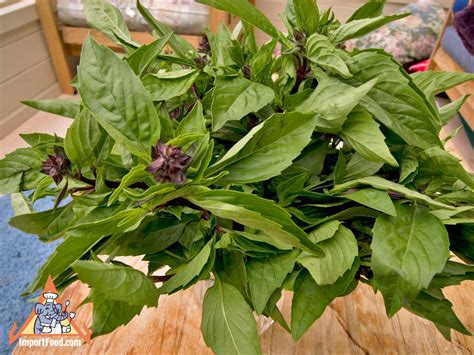 Thai Basil, fresh, available online from ImportFood.com