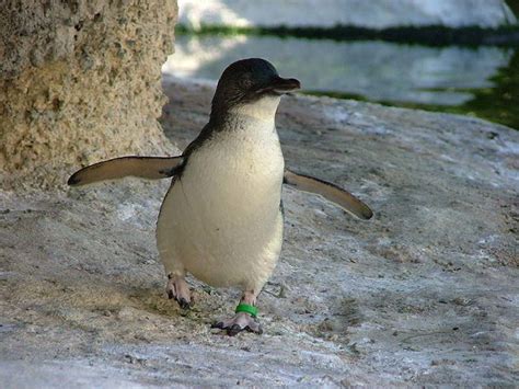 Phillip Island Fairy Penguins | HubPages