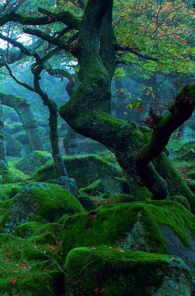 Remember the forest in "The Lord of the Rings, the Two Towers"? | Nature, Beautiful nature ...