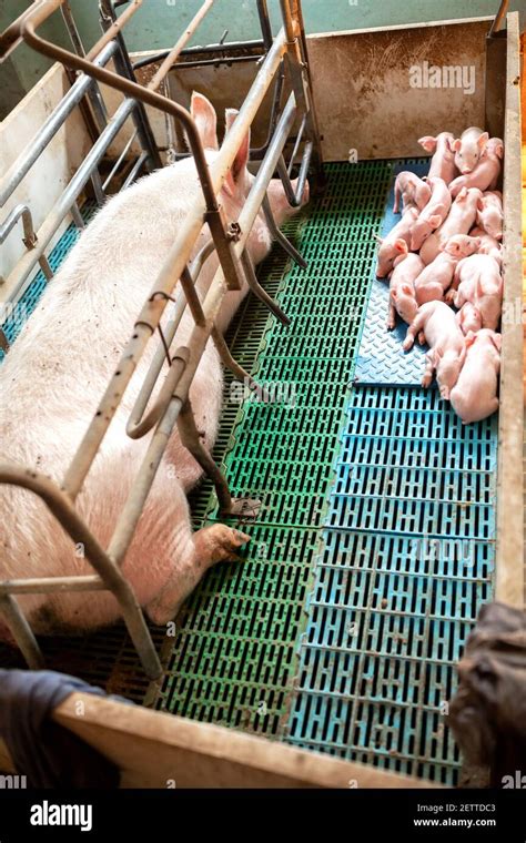 Sow with young pigs in a pig pen at the farm, swine in the stall Stock Photo - Alamy