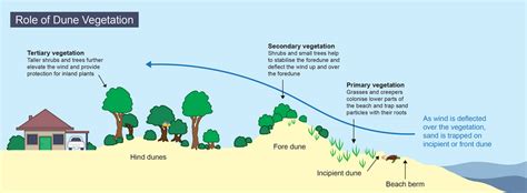 Coastal vegetation and sand dunes - City of Moreton Bay