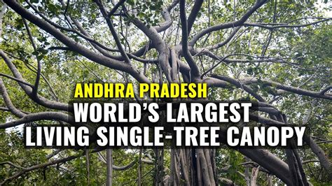 Thimmamma Marrimanu | World's Largest Single Canopy Tree In Andhra Pradesh | Incredible India ...