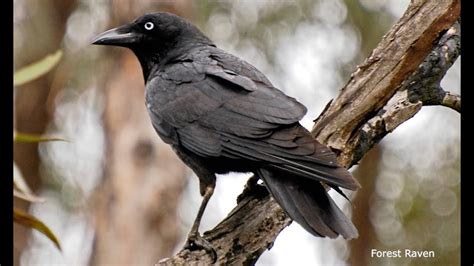 Hunting Ravens: research into the increase in Forest Ravens on King Island | University of ...