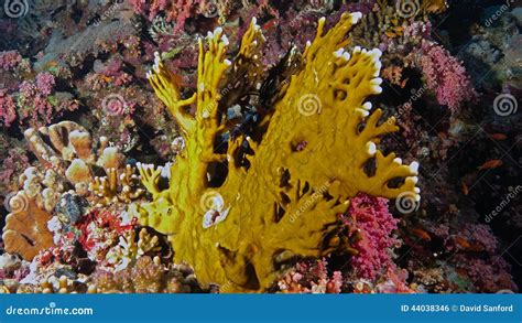 Millepora dichotoma stock photo. Image of underwater - 44038346