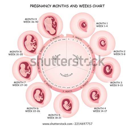 Pregnancy Week By Week Chart