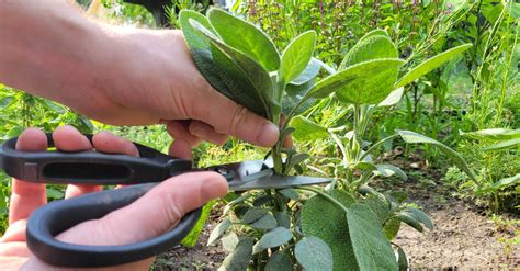 How to Harvest Sage: Tips for Optimal Preservation