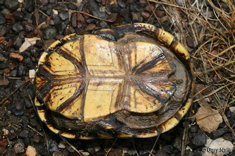 Yellow Mud Turtle - Kinosternon flavescens