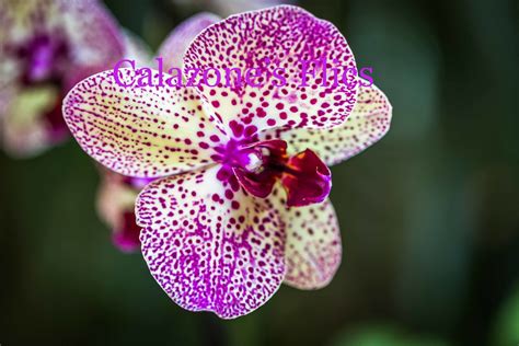 Moth Orchid | Moth orchid, Orchids, Shade plants