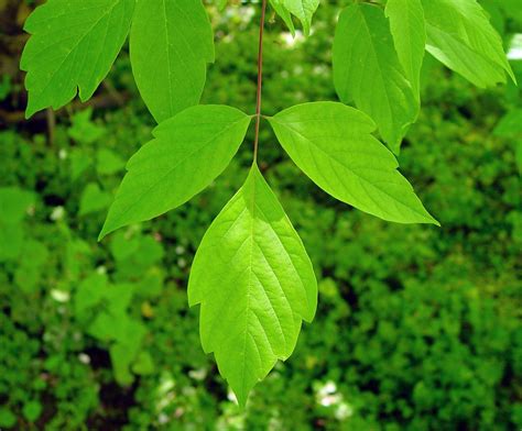 Acer negundo - Box elder. Leaf. Family Aceraceae.