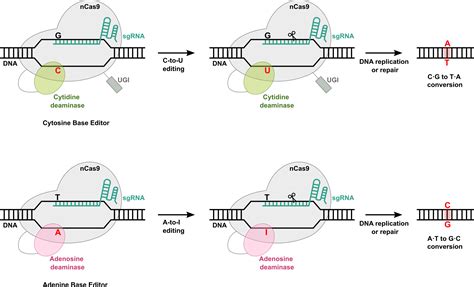 DNA Base Editors for Genome Editing | UC Davis Biotechnology Program