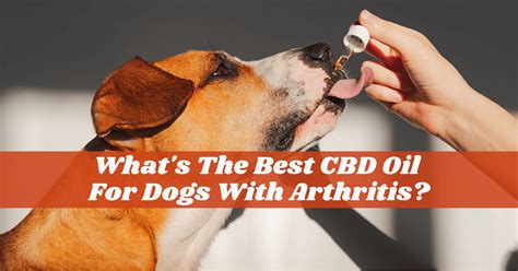 Best CBD Oil For Dogs Arthritis - #1 Choice Of Dog Owners