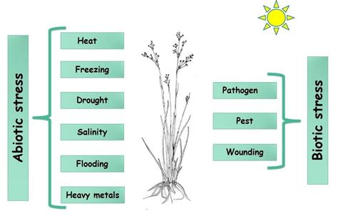 1: Overview of different environmental stresses | Download Scientific ...