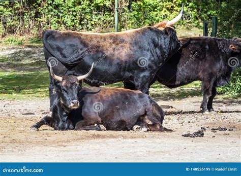 Heck Cattle, Bos Primigenius Taurus or Aurochs in the Zoo Stock Image ...