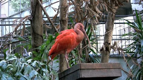 Scarlet Ibis Eats Stock Footage Video 330835 - Shutterstock