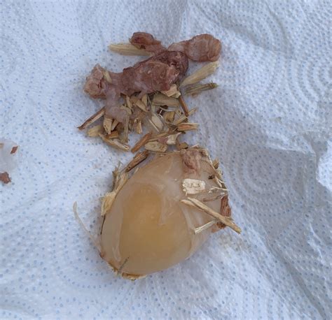 Is this a lash egg? (Gross image warning) : r/chickens