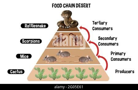 Diagram showing Desert food chain for education illustration Stock ...