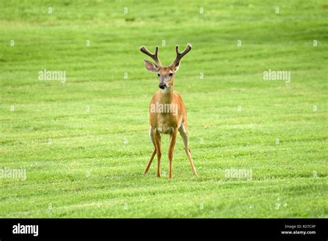 Deer in park one of American city Stock Photo - Alamy