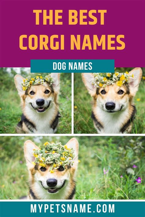 Best Corgi Names | Corgi names, Corgi, Dog names