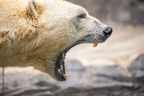 A close shot of a roaring polar bear. Stock Photo | Adobe Stock